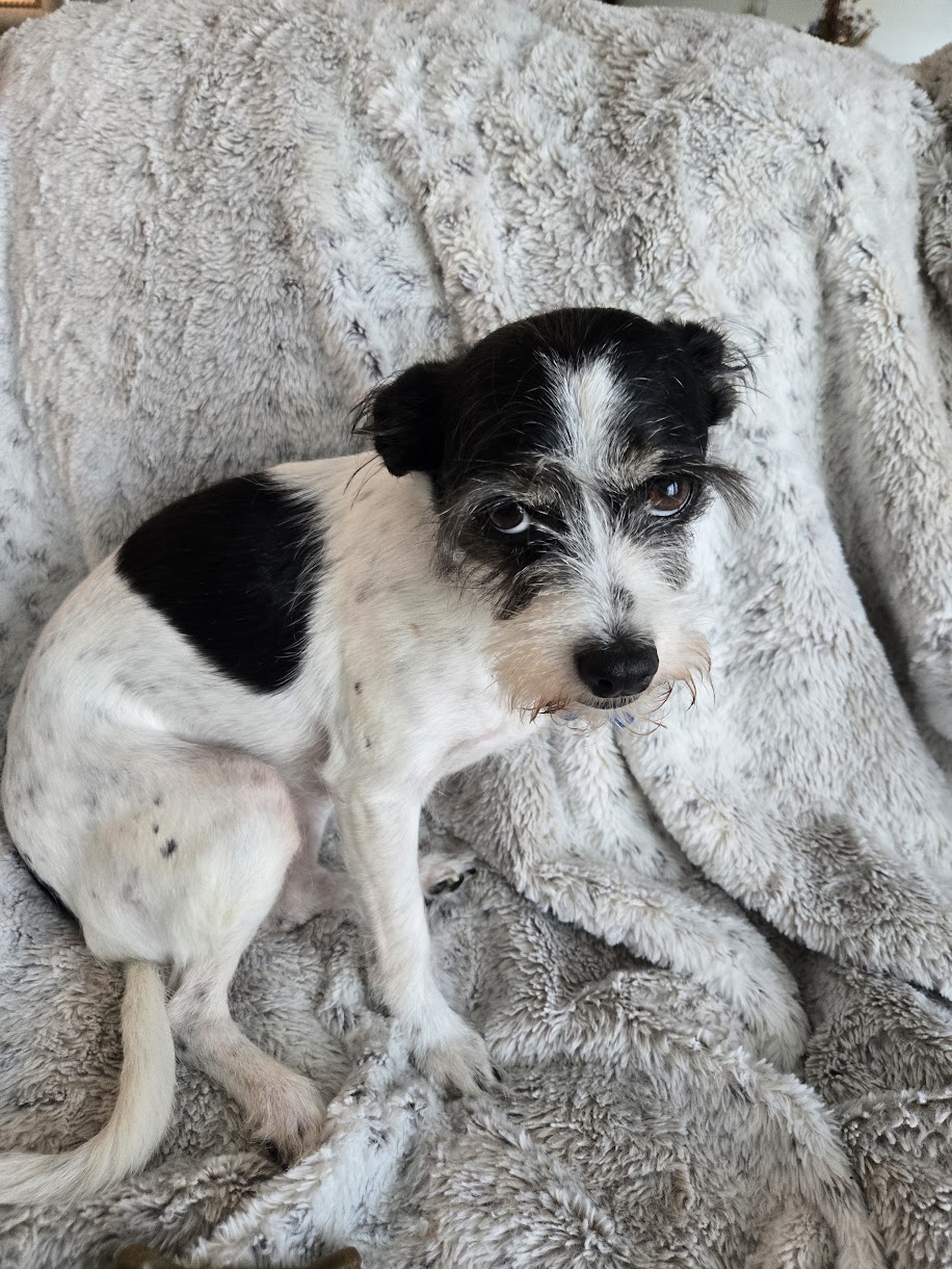 A rescued terrier resting on a blanket